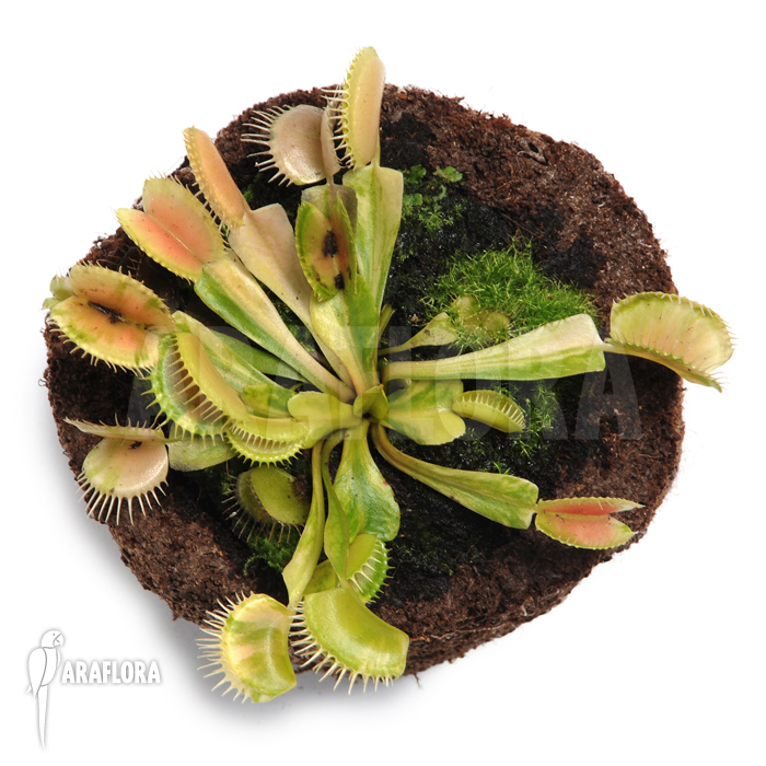 Dionaea muscipula ‘Green snow’