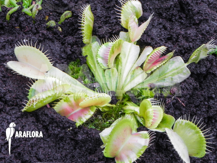Dionaea muscipula ‘Green snow’