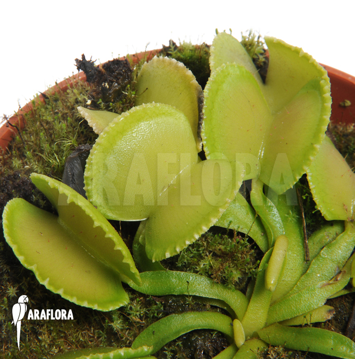Dionaea muscipula ‘Green wizard’