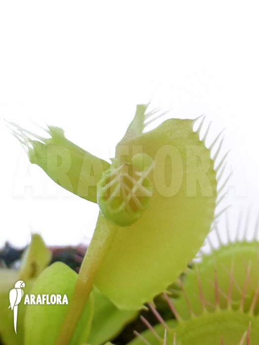Dionaea muscipula ‘Hammerhead Shark’
