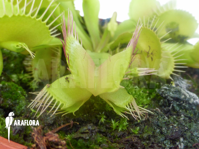 Dionaea muscipula ‘Hammerhead Shark’