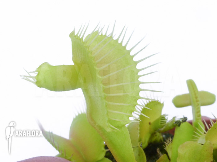 Dionaea muscipula ‘Hammerhead Shark’