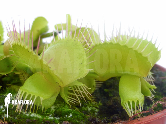 Dionaea muscipula ‘Hammerhead Shark’