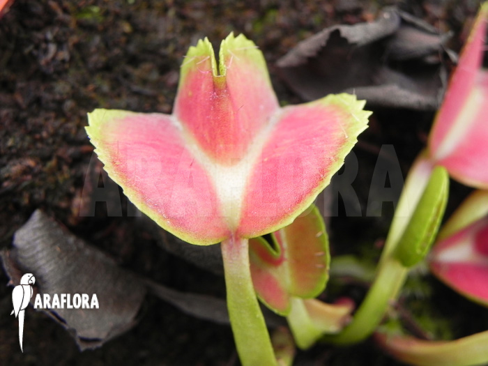 Dionaea muscipula ‘Heartbreaker’