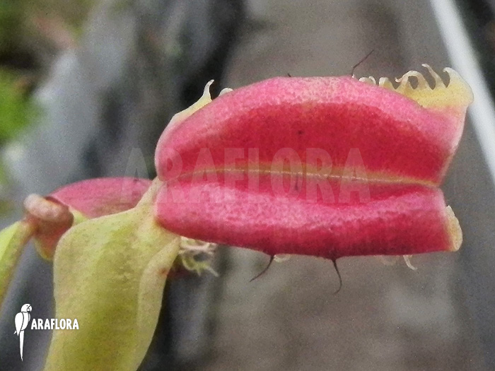 Dionaea muscipula ‘Hot kiss’