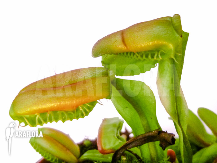 Dionaea muscipula ‘Hot kiss’