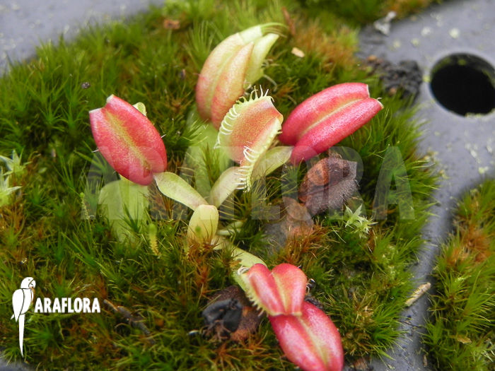 Dionaea muscipula ‘Hot kiss’ ‘Starter’