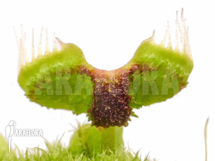 Dionaea muscipula ‘Intrudor’