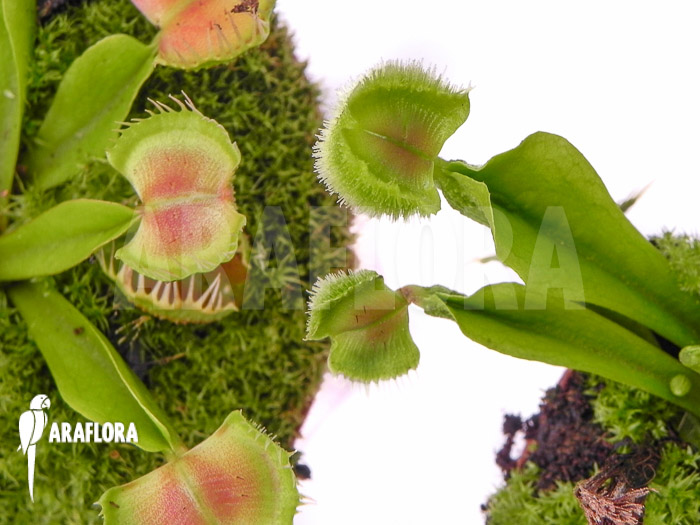 Dionaea muscipula ‘Intrudor vs Pom Pom