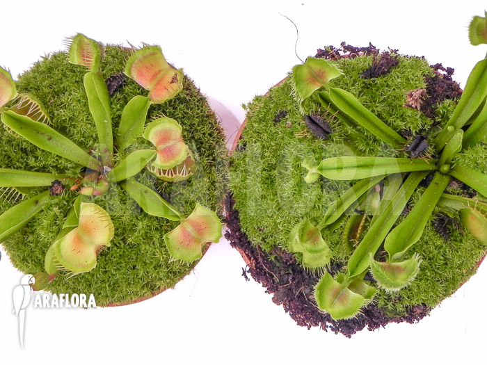 Dionaea muscipula ‘Intrudor vs Pom Pom