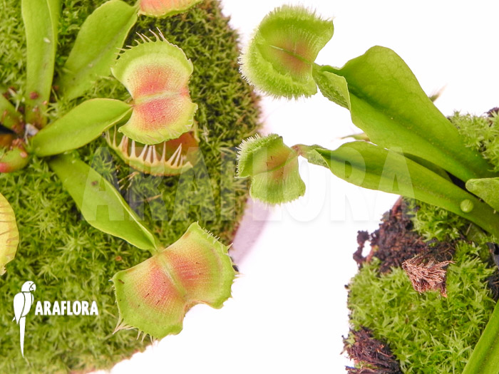 Dionaea muscipula ‘Intrudor vs Pom Pom