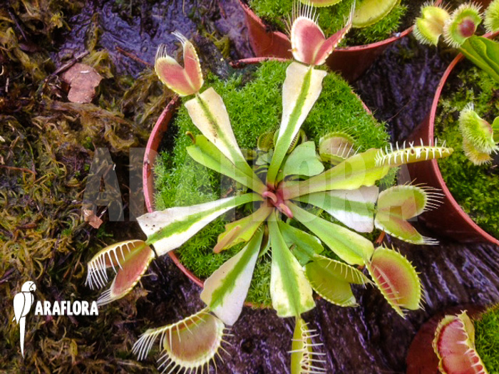 Dionaea muscipula Ivory
