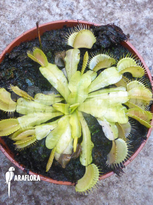 Dionaea muscipula Ivory King