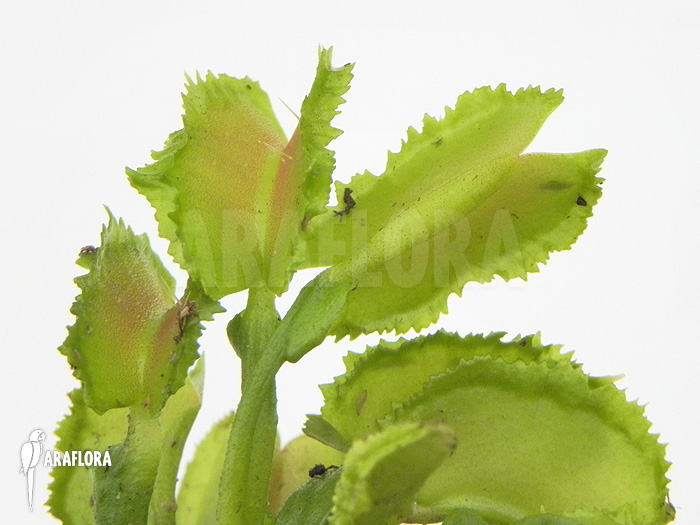 Dionaea muscipula ‘Kinky Wave’