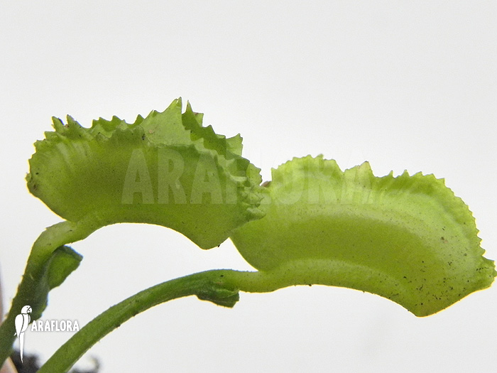 Dionaea muscipula ‘Kinky Wave’