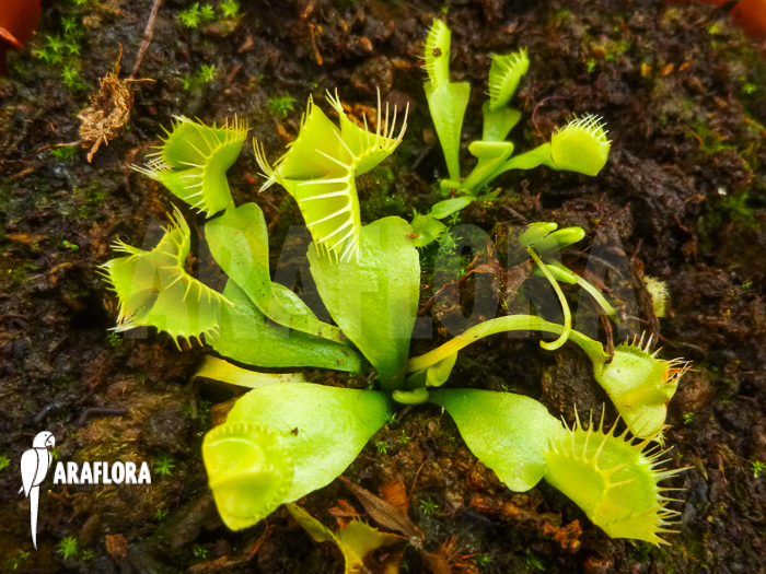 Dionaea muscipula Kubus trap