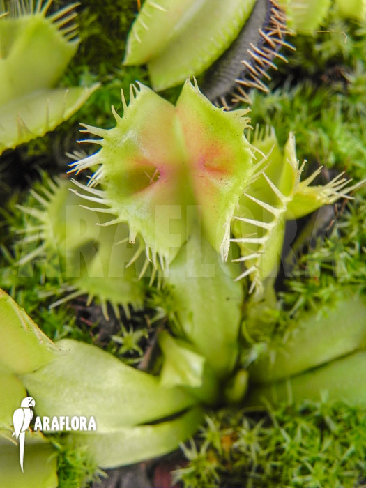Dionaea muscipula Kubus trap Starter