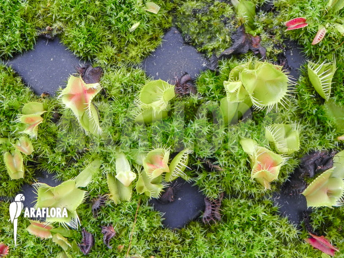Dionaea muscipula Kubus trap Starter