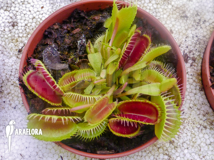 Dionaea muscipula ‘Louchapates’