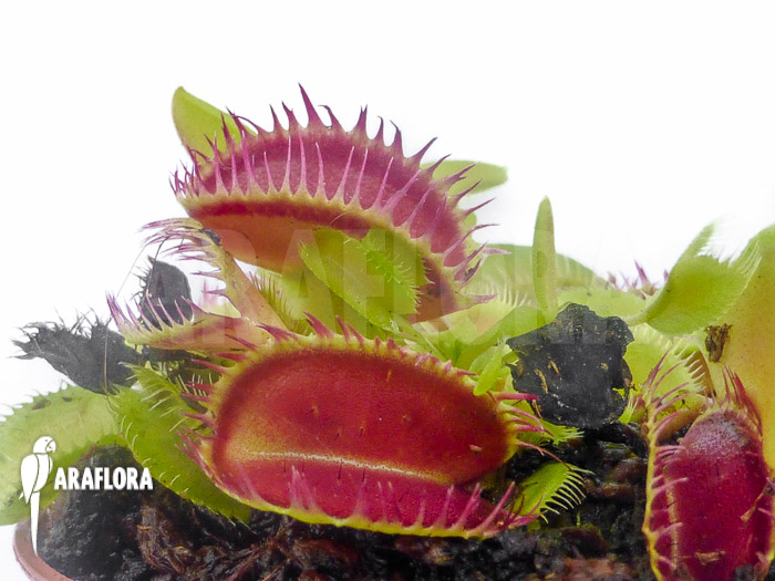 Dionaea muscipula ‘Louchapates’