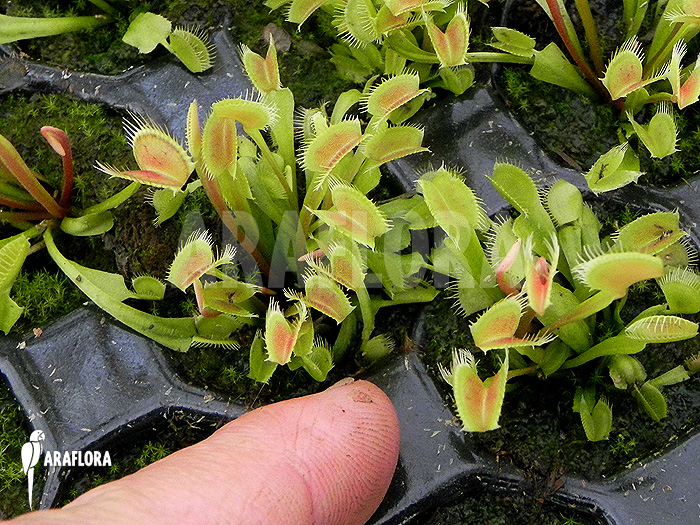 Dionaea muscipula ‘Low giant’