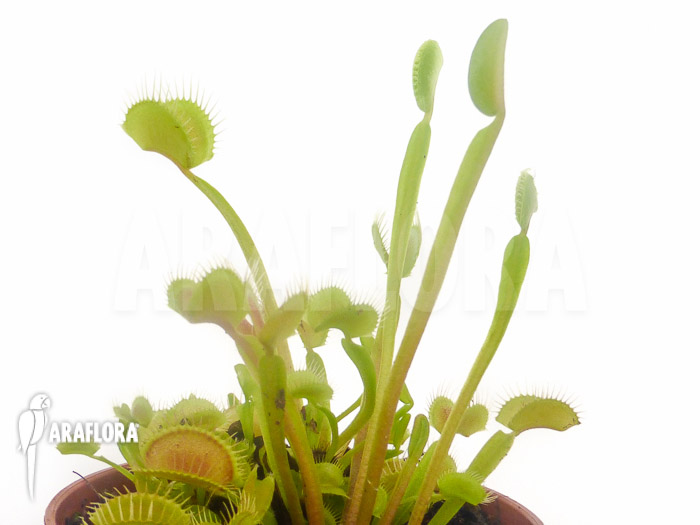 Dionaea muscipula ‘Low giant’