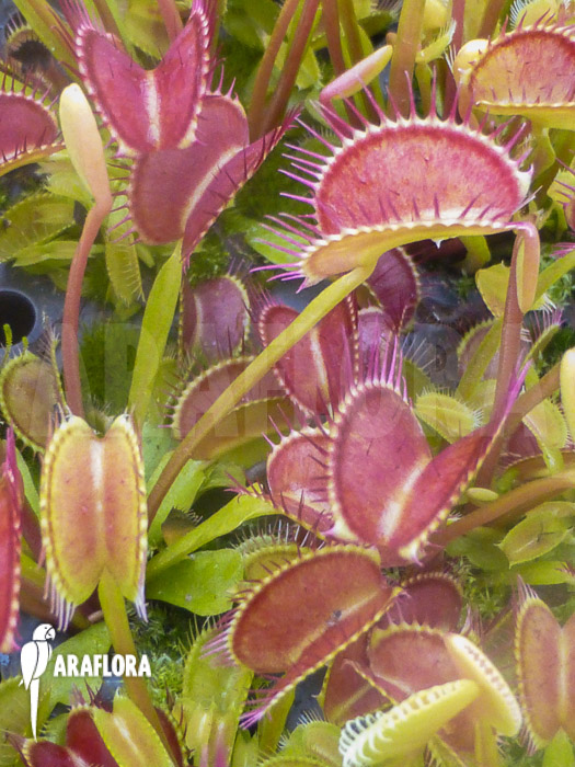 Dionaea muscipula ‘Low giant’
