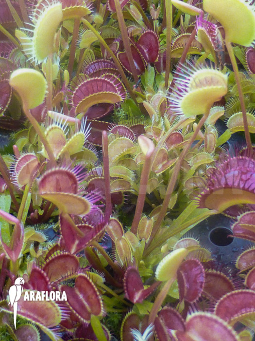 Dionaea muscipula ‘Low giant’