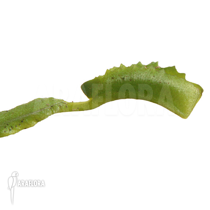 Dionaea muscipula ‘Mars’