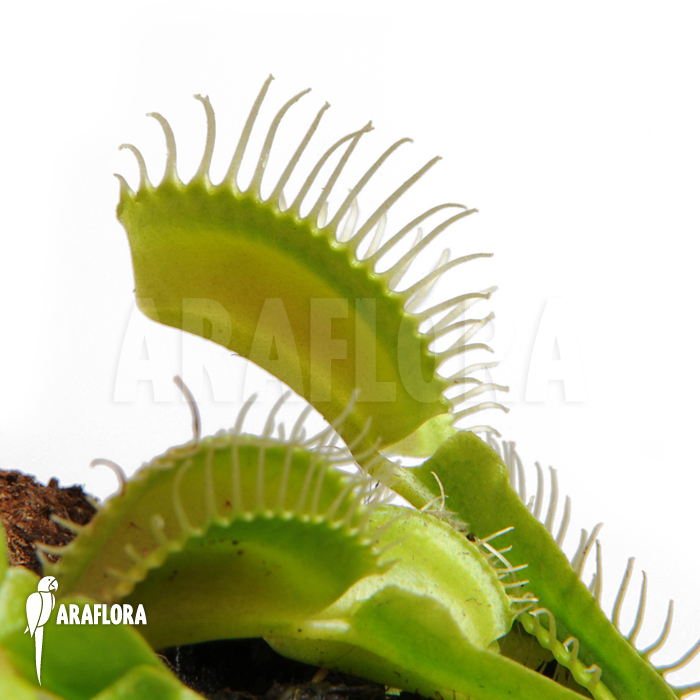 Dionaea muscipula ‘Moon trap’