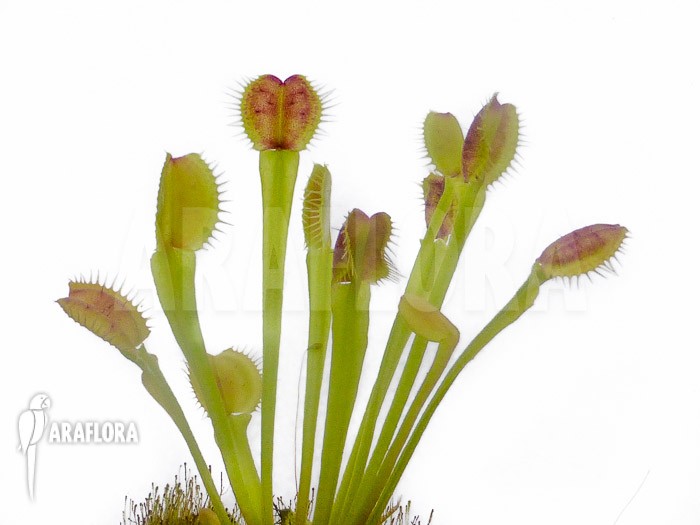 Dionaea muscipula ‘New Monkey’