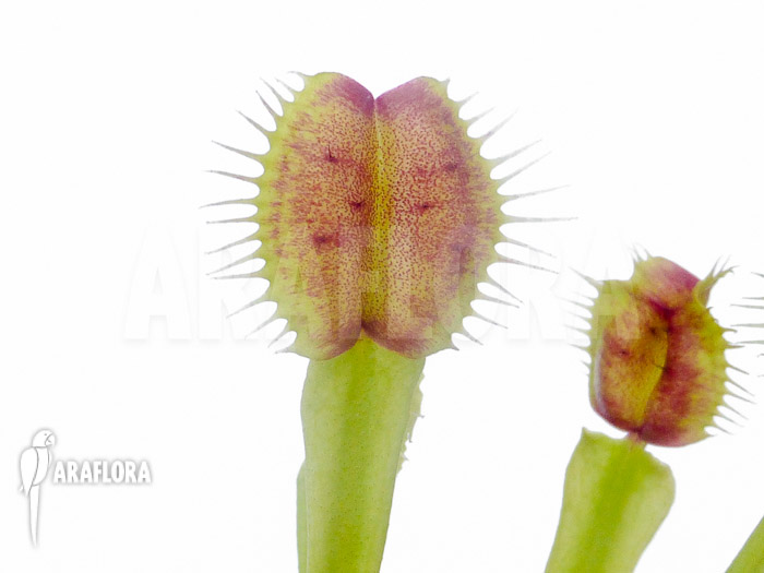 Dionaea muscipula ‘New Monkey’