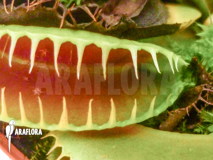 Dionaea muscipula No Smiley