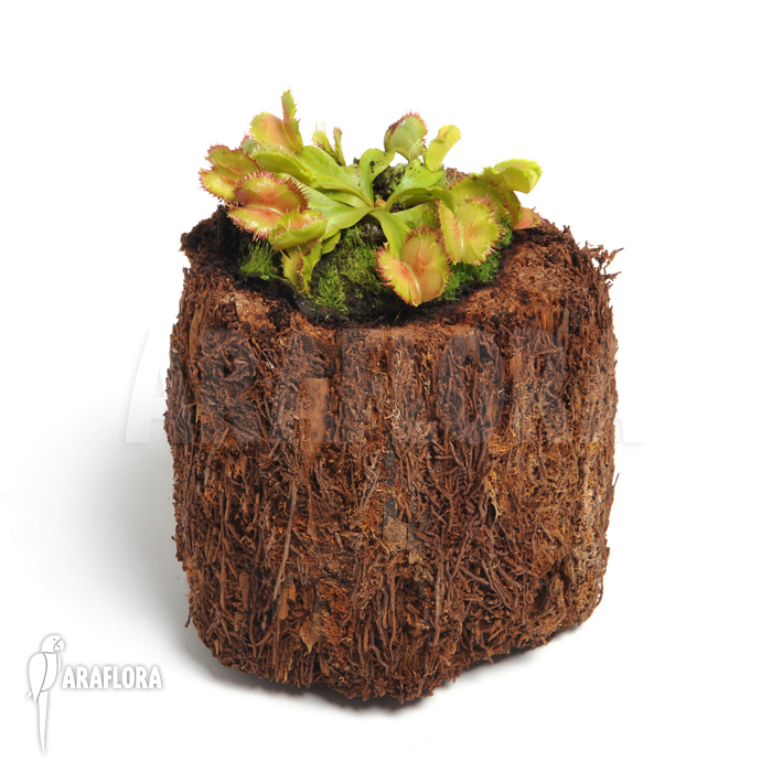 Dionaea muscipula ‘No dentist’