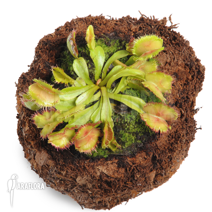 Dionaea muscipula ‘No dentist’