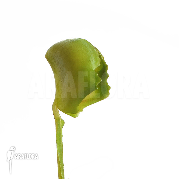 Dionaea muscipula ‘Pacman’