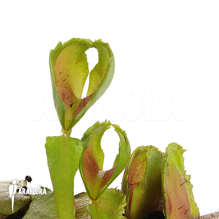 Dionaea muscipula ‘Pacman’