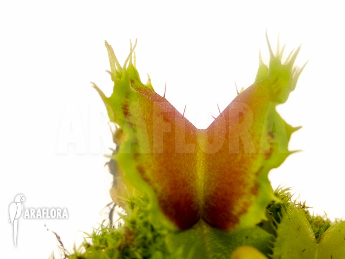Dionaea muscipula ‘Pluto’