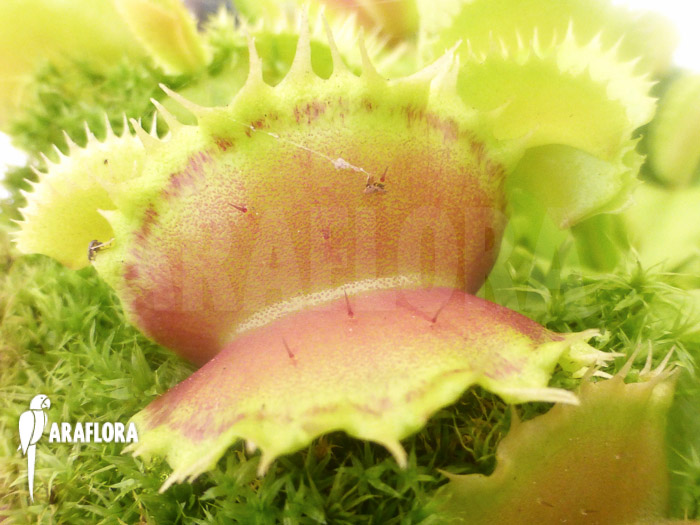 Dionaea muscipula ‘Pluto’