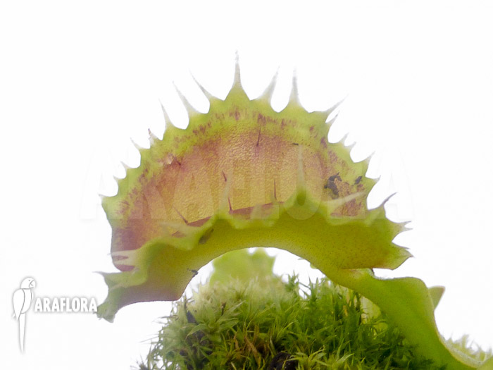 Dionaea muscipula ‘Pluto’