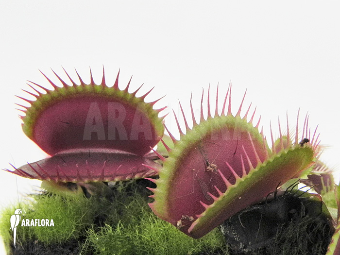Dionaea muscipula ‘Poland red’
