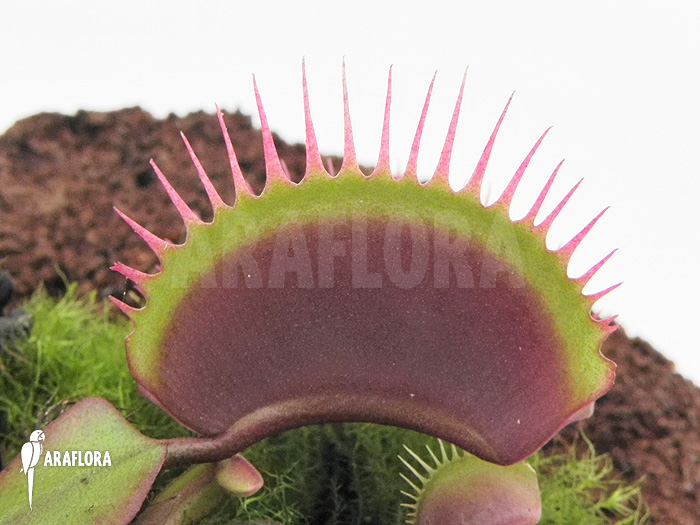 Dionaea muscipula ‘Poland red’
