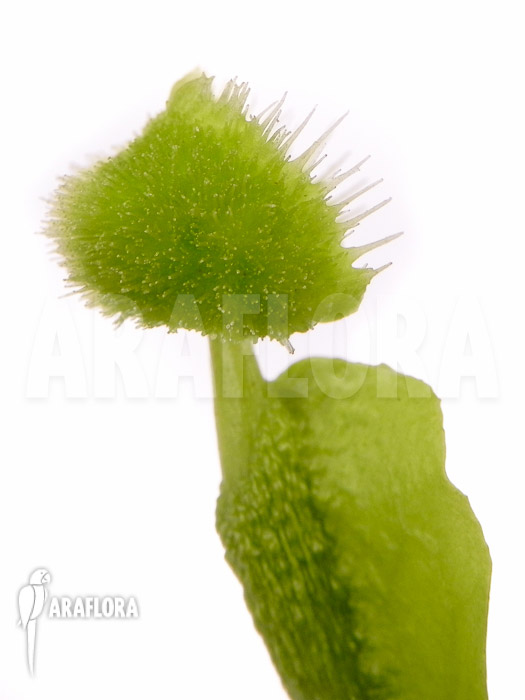 Dionaea muscipula Pom Pom Araflora