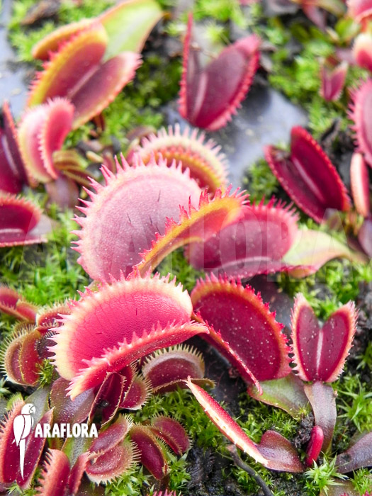 Dionaea muscipula ‘Red piranha’ Starter