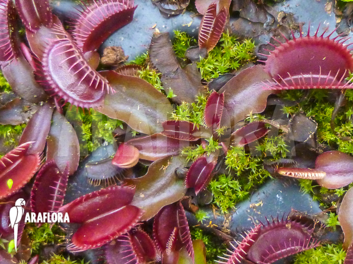 Dionaea muscipula Red Starter