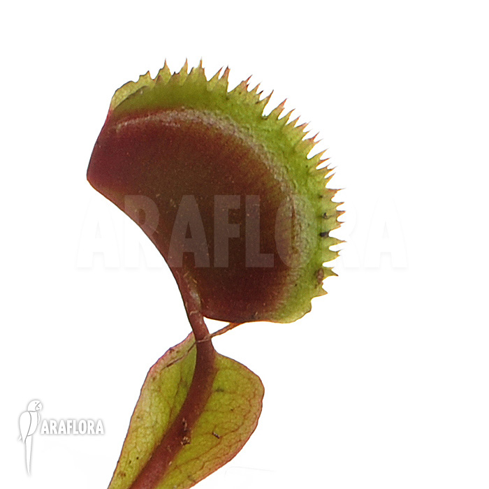Dionaea muscipula ‘Red piranha’