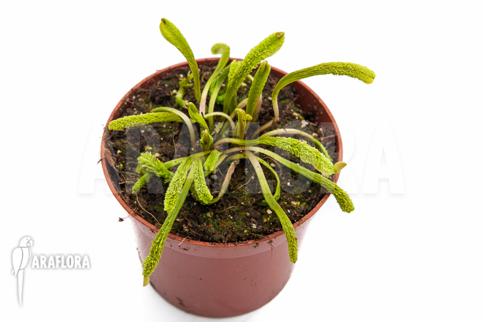 Dionaea muscipula ‘Schuppenstiel Thomas’