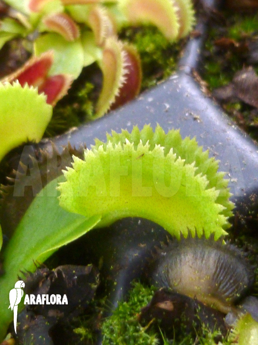 Dionaea muscipula ‘Shark teeth’
