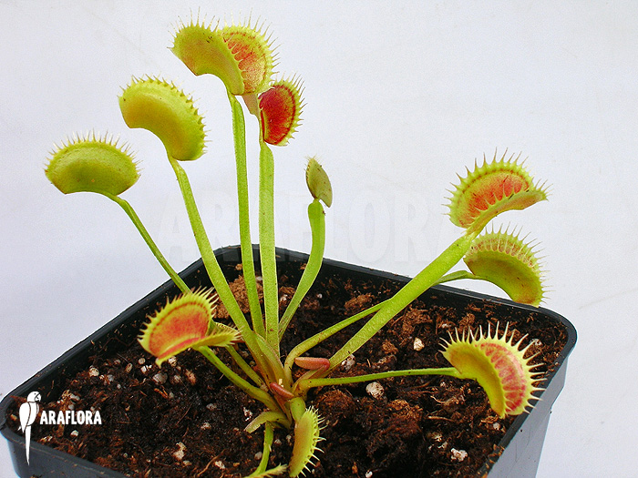 Dionaea muscipula ‘Shark teeth’