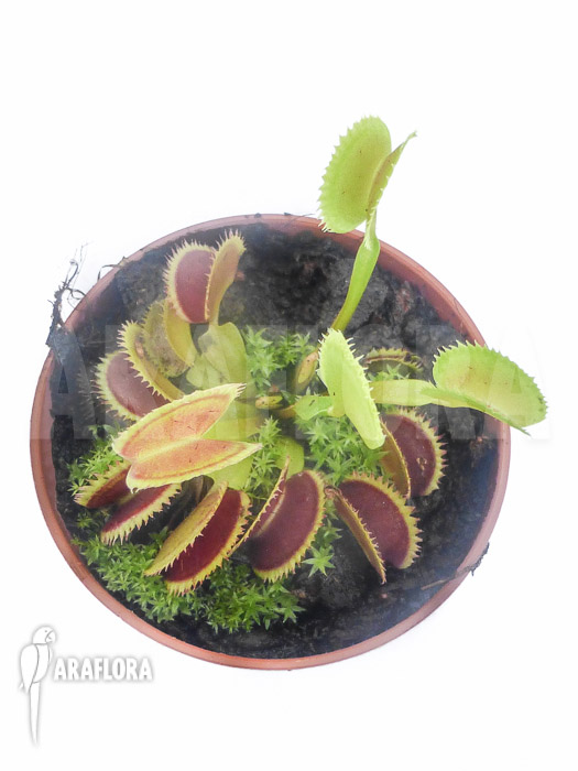 Dionaea muscipula ‘Shark teeth’